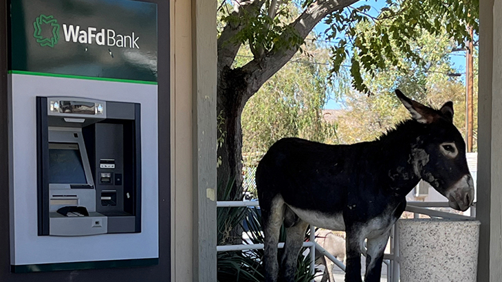 Donkey standing next to WaFd Bank ATM Elko, Nevada.