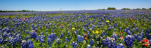 Free Checking Account In Texas 